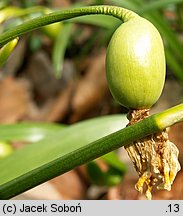 Leucojum vernum