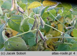 Glycine max (soja warzywna)