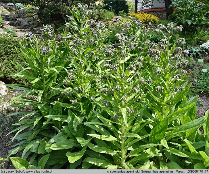 Solenanthus apenninus (solenantus apeniński)