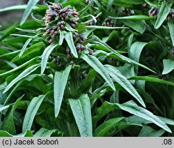 Solenanthus apenninus (solenantus apeniński)