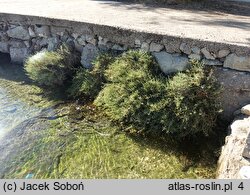 Salicornia fruticosa