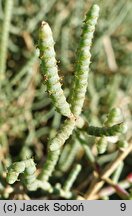 Salicornia fruticosa