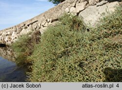 Salicornia fruticosa