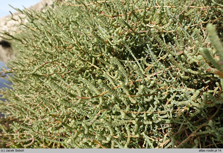 Salicornia fruticosa