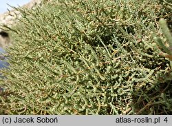 Salicornia fruticosa