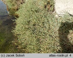 Salicornia fruticosa