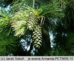 Pinus armandii