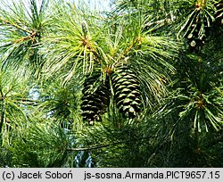 Pinus armandii