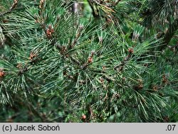 Pinus thunbergii (sosna Thunberga)