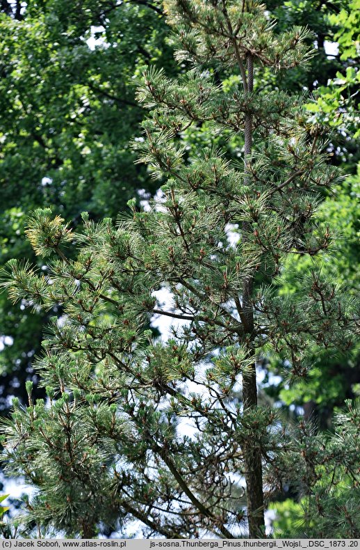 Pinus thunbergii (sosna Thunberga)