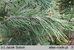 Pinus heldreichii Aureospicata