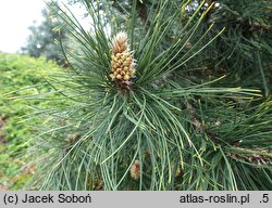 Pinus heldreichii Aureospicata