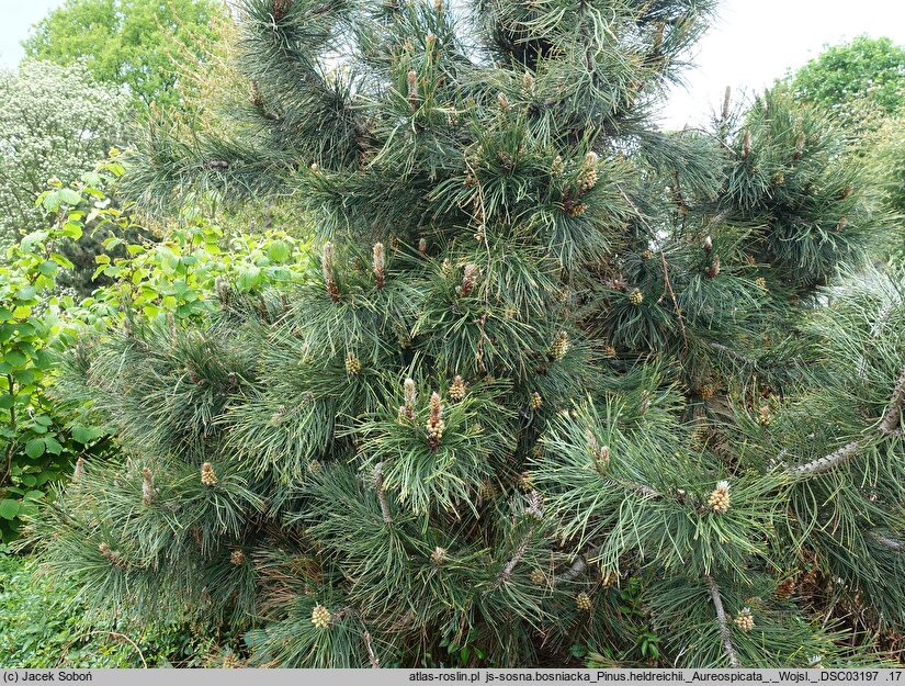 Pinus heldreichii Aureospicata