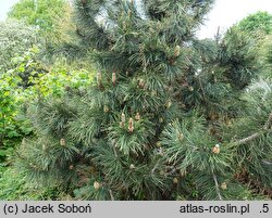 Pinus heldreichii Aureospicata