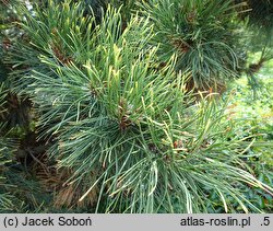 Pinus heldreichii Aureospicata