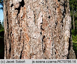 Pinus nigra (sosna czarna)