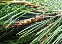 Pinus nigra (sosna czarna)