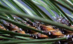 Pinus nigra (sosna czarna)