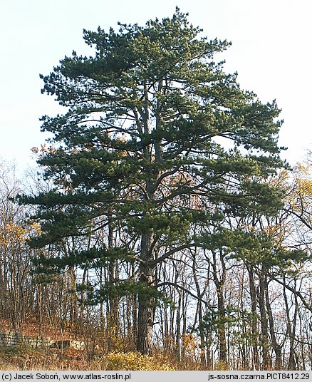 Pinus nigra (sosna czarna)