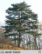 Pinus nigra (sosna czarna)