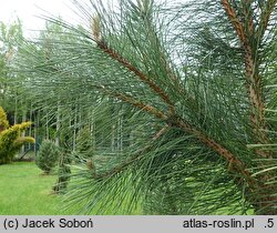 Pinus nigra Fastigiata