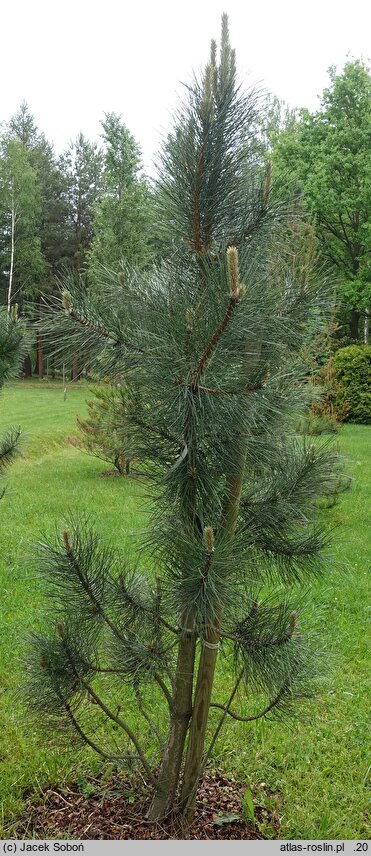 Pinus nigra Fastigiata