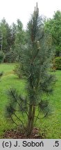 Pinus nigra Fastigiata