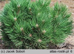 Pinus nigra Globosa