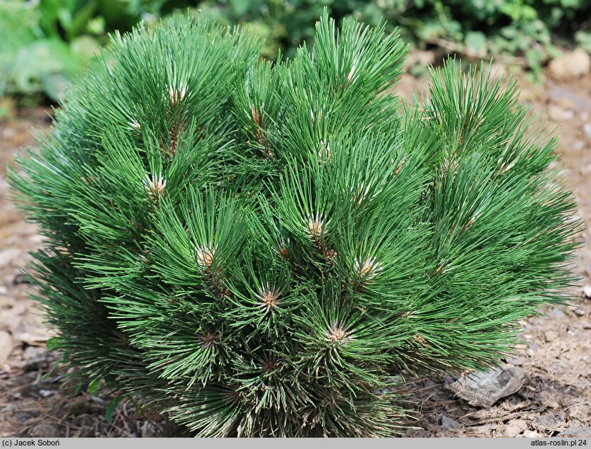 Pinus nigra Globosa