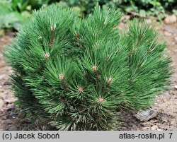 Pinus nigra Globosa