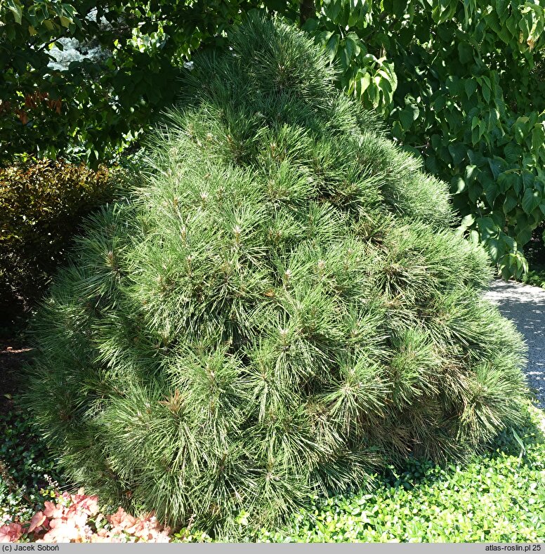 Pinus nigra Spielberg