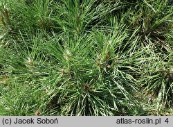 Pinus nigra Spielberg