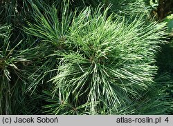 Pinus nigra Spielberg