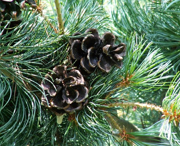 Pinus parviflora