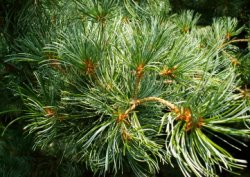 Pinus parviflora