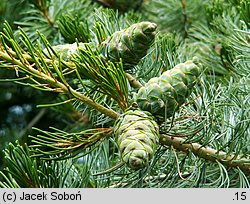 Pinus parviflora