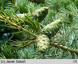 Pinus parviflora