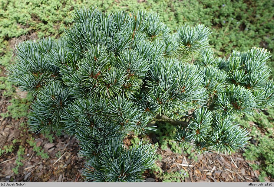 Pinus parviflora Regenhold Broom