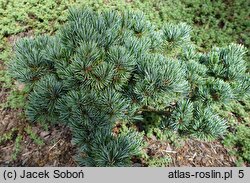 Pinus parviflora Regenhold Broom