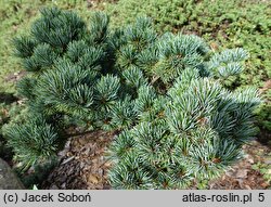 Pinus parviflora Regenhold Broom