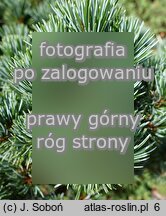 Pinus parviflora Regenhold Broom