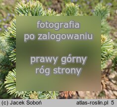 Pinus parviflora (sosna drobnokwiatowa)