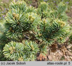 Pinus parviflora (sosna drobnokwiatowa)