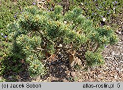 Pinus parviflora (sosna drobnokwiatowa)