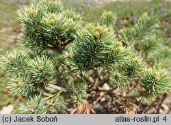 Pinus parviflora (sosna drobnokwiatowa)