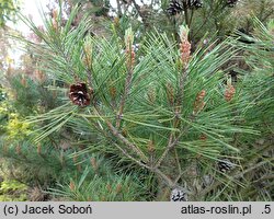 Pinus densiflora Umbraculifera