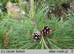 Pinus densiflora Umbraculifera
