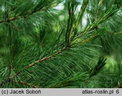 Pinus flexilis (sosna giętka)