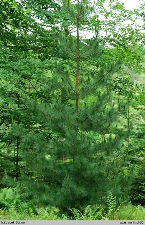 Pinus flexilis (sosna giętka)