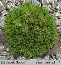 Pinus mugo Dysk